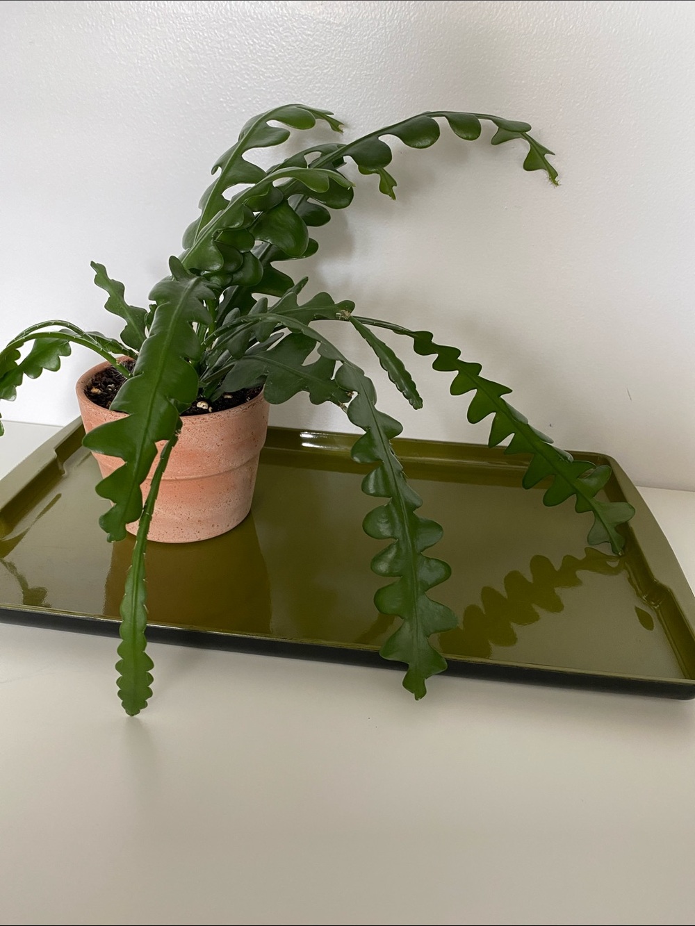 Vintage Olive Green Glossy Vanity Tray